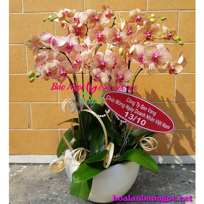 Chậu lan hồ điệp cam tặng bố vào ngày đặt biệt