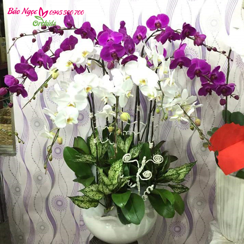 Chậu 10 cành lan hồ điệp màu trắng kết hợp với tím
