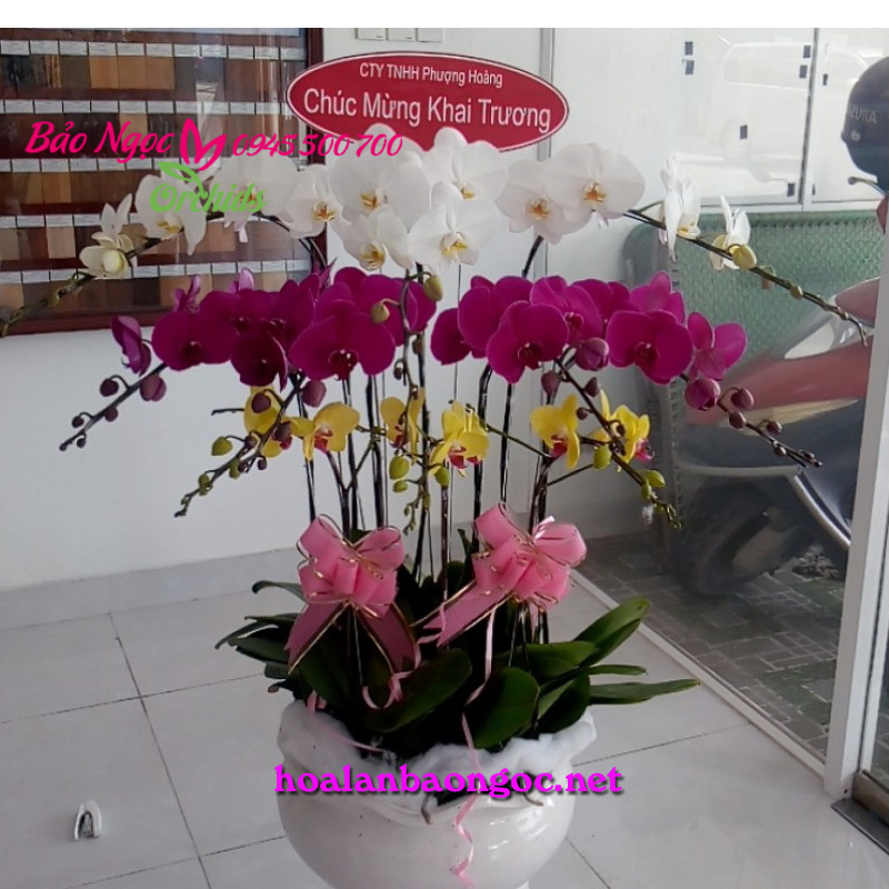 Chậu lan hồ điệp Chúc Mừng tại quốc lộ 55 thị trấn đất đỏ huyện đất đỏ BRVT
