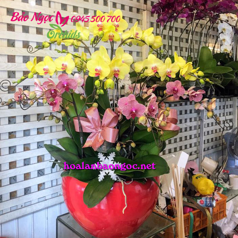 Chậu hoa lan đa sắc Chúc Tết ở Khu Công Nghệ Cao quận 9 HCM