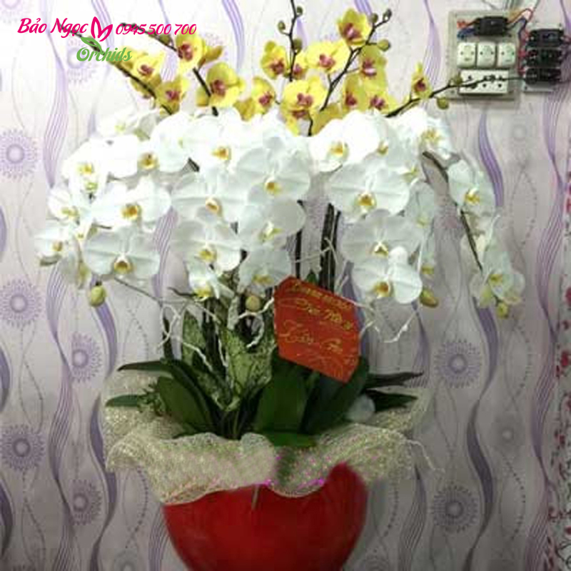chậu lan hồ điệp sinh nhật