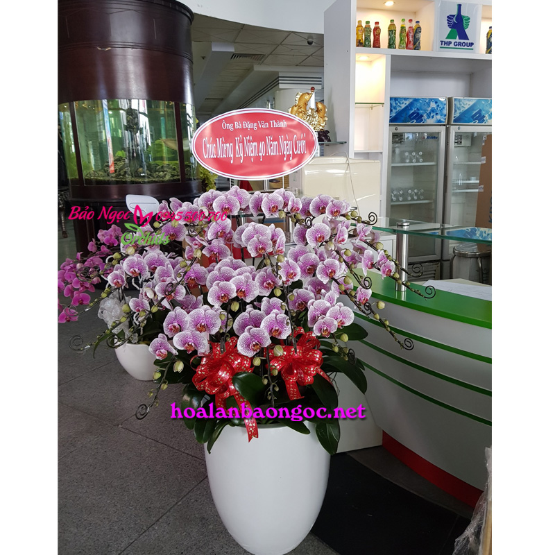 Chậu hoa lan hồ điệp mừng kỉ niệm 40 ngày cưới của vợ chồng chủ Tập Đoàn Tân Hiệp Phát