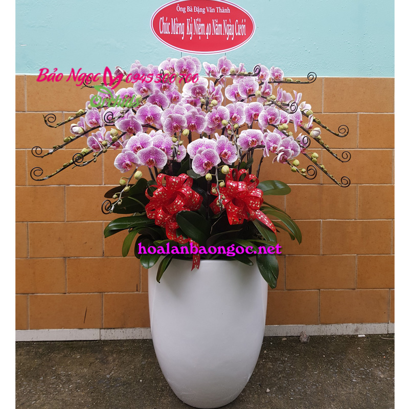 Chậu hoa phong lan chúc mừng 40 năm kỉ niệm ngày cưới đến đối tác