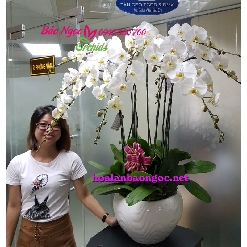Chậu hoa phong lan trắng mừng sinh nhật Sếp
