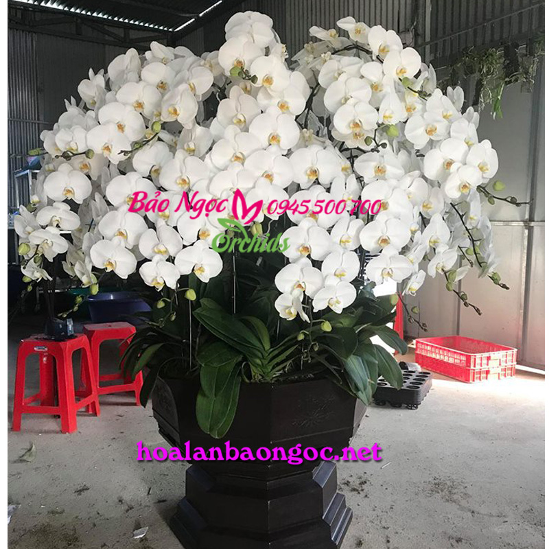 Chậu hoa lan hồ điệp khủng 39 cành trắng giao biệt thự quận 9 Sài Gòn
