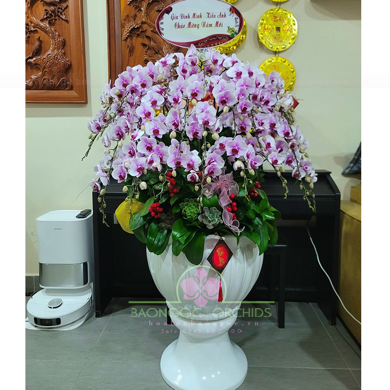 39 cành hoa phong lan hồng ghép chậu HDH-3903