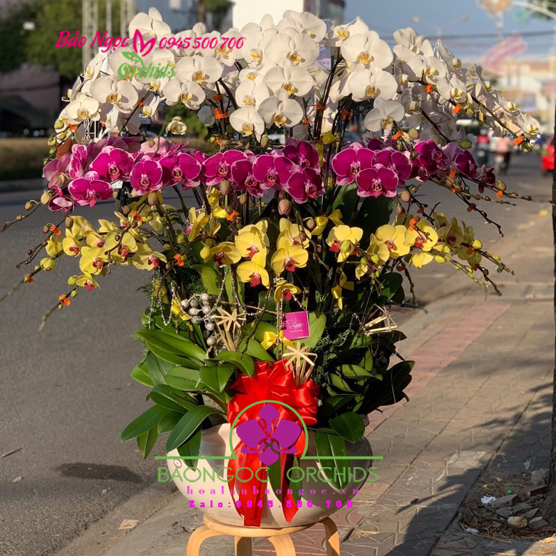 Chậu hoa phong lan chúc Tết ở Hà Đông Hà Nội