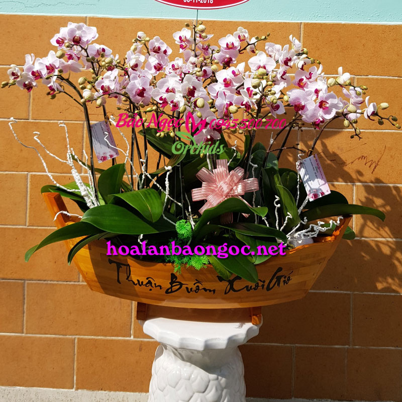 Chậu hoa lan tiểu hồ điệp tặng tất niên ở Nguyễn Hữu Cảnh Bình Thạnh