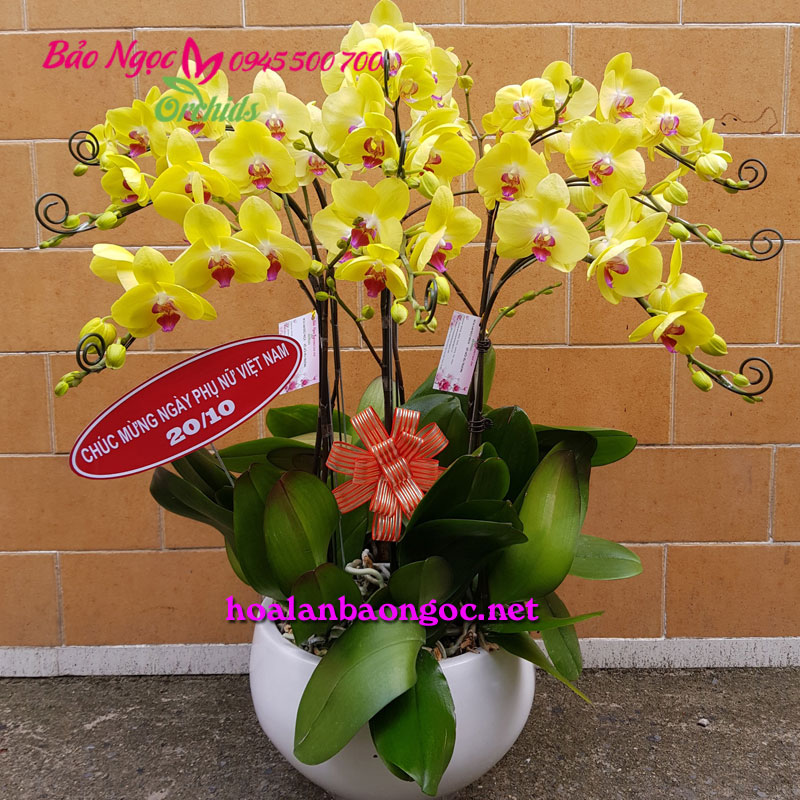 Chậu hoa lan hồ điệp vàng chúc mừng ngày 20/10