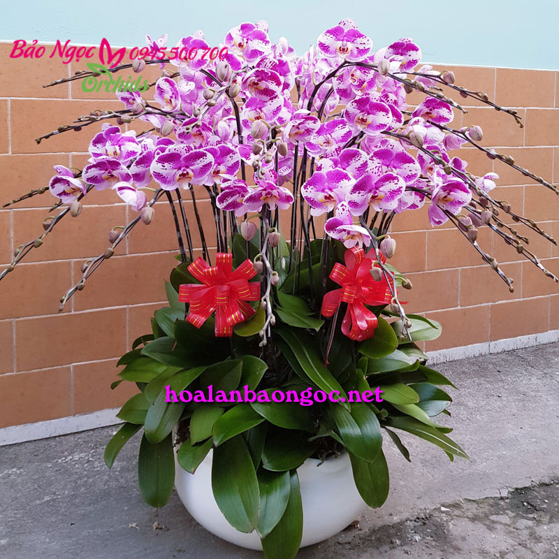 Chậu lan hồ điệp mừng sinh nhật công ty