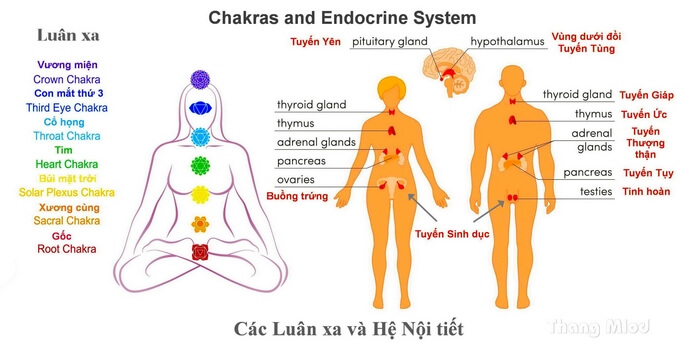 Các luân xa và hệ nội tiết