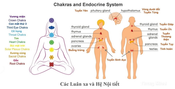 Các luân xa và hệ nội tiết