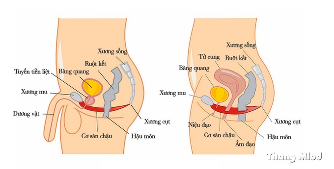 Bụng dưới và cơ sàn chậu