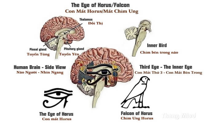 Mối Liên Hệ Giữa Con Mắt Horus Với Tuyến Tùng Và Con Mắt Thứ Ba