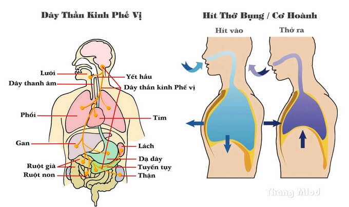 Dây thần kinh phế vị và Yoga - Chìa khóa cho sự nghỉ ngơi và thư giãn