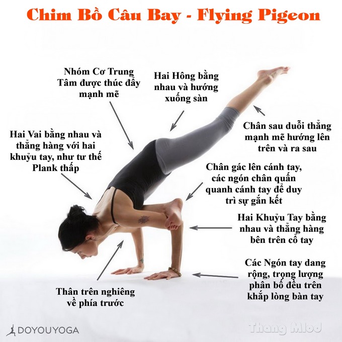 Định tuyến Tư thế Yoga Chim bồ câu bay