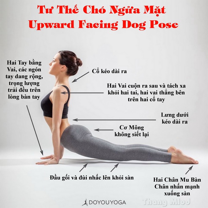 Định tuyến Tư thế Yoga Chó ngửa mặt