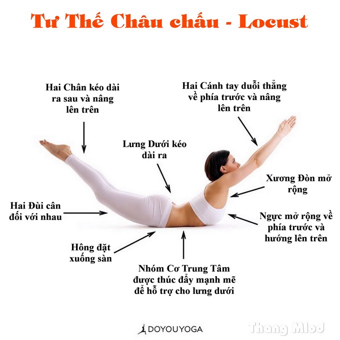 Định tuyến Tư thế Yoga con Châu chấu