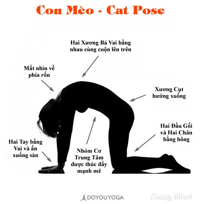 Định tuyến Tư thế Yoga con Mèo
