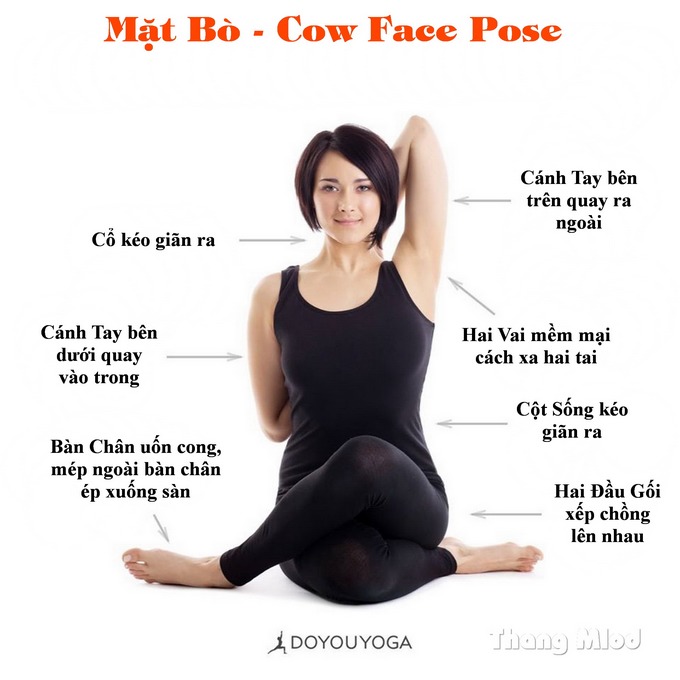 Định tuyến Tư thế Yoga Mặt bò