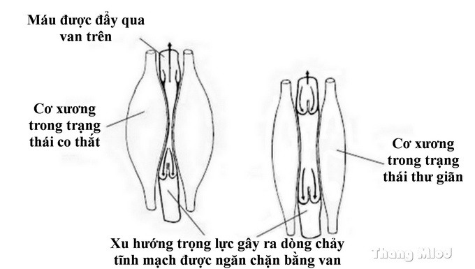 Đứng bằng đầu dưới góc nhìn khoa học