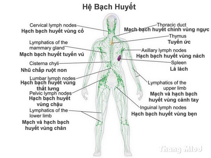 Hệ Bạch Huyết