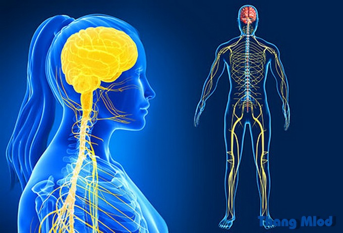Hệ thần kinh giao cảm và hệ thần kinh đối giao cảm với Yoga