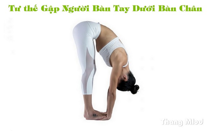 Tư thế Gập Người Bàn Tay Dưới Bàn Chân (Padahastasana - Hand Under Foot Pose)