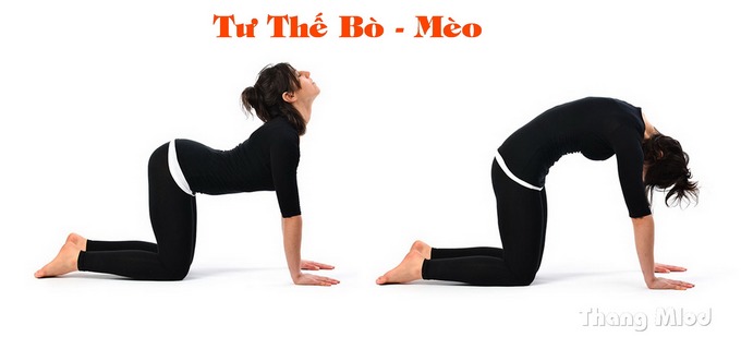  tư thế Bò - Mèo (Cat Cow Pose)