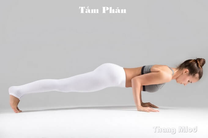 Tư Thế Plank Thấp / Tấm Phản (Low Plank - Chaturanga Dandasana)