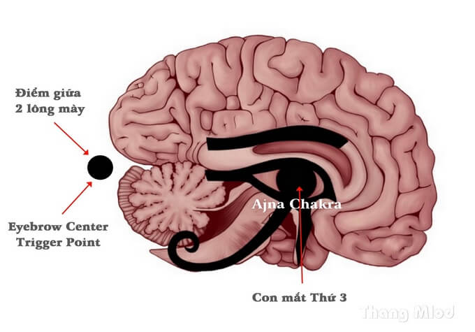 Vị trí con mắt thứ 3