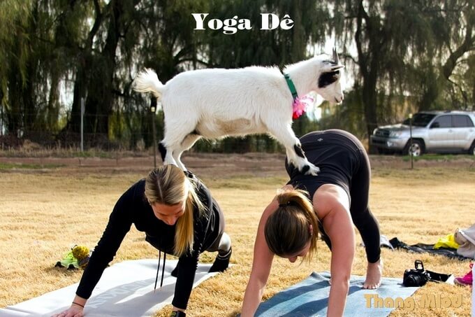 Yoga dê