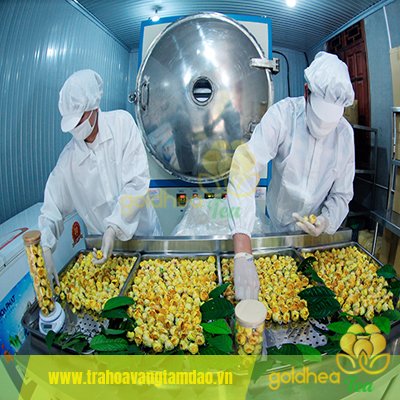Đầu tư cơ sở sản xuất quy mô lớn cung cấp trà hoa vàng Tam Đảo