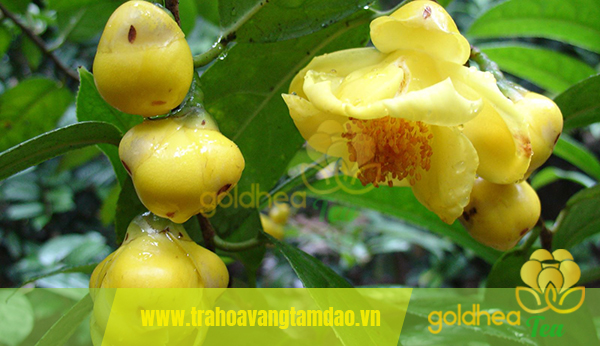hình ảnh cây trà hoa vàng 4