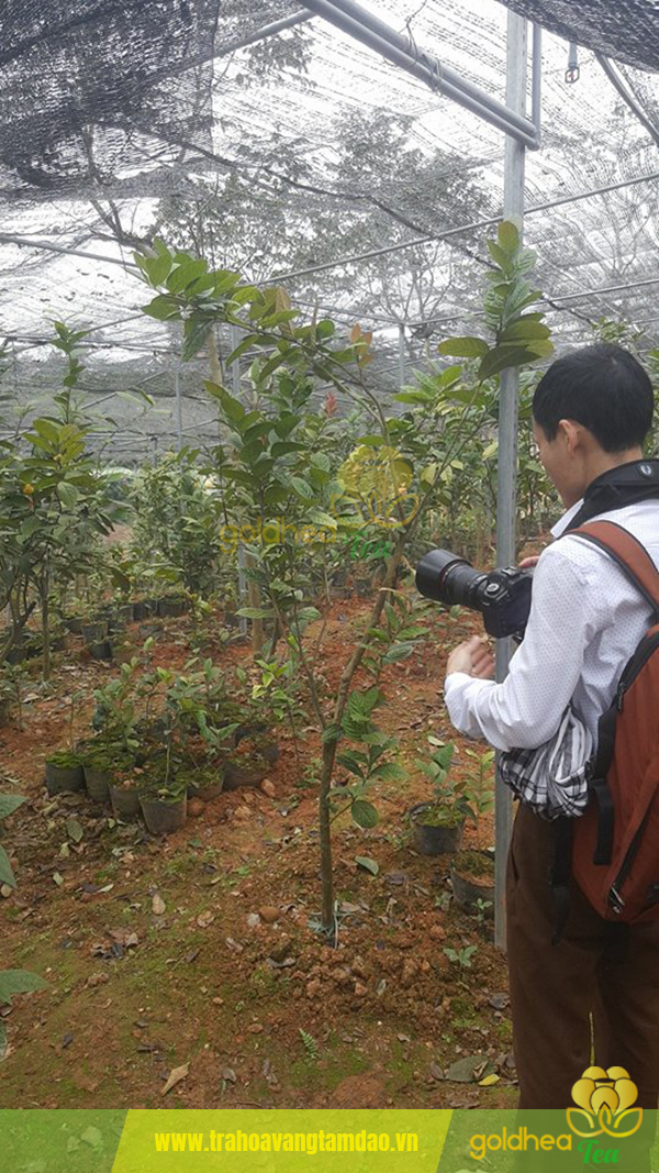 cây trà hoa vàng Tam Đảo 2