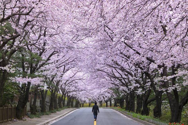 Dự báo lịch nở hoa anh đào ở Hàn Quốc 2019​​​​​​​