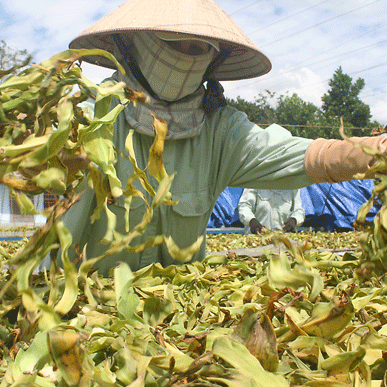 cach-nhan-biet-cay-trinh-nu-hoang-cung