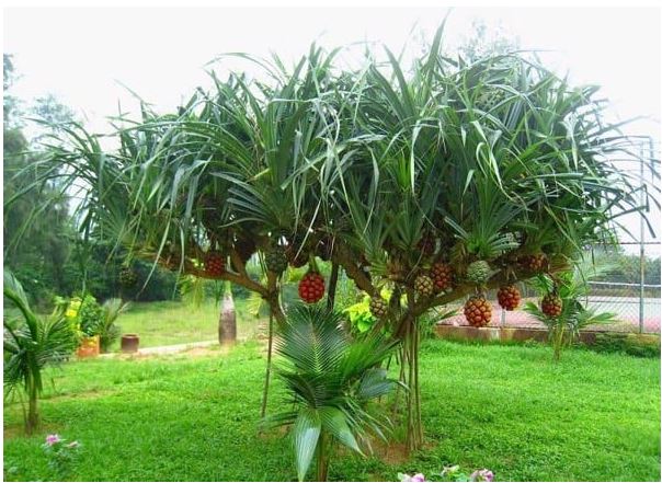 8-cay-thuoc-nam-chua-benh-gan-tot-nhat-co-the-ban-chua-biet