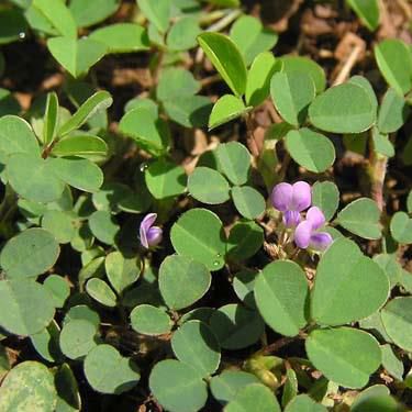 Cây hàn the có tác dụng chữa bệnh tiểu buốt, viêm đường tiết niệu. | https://www.caythuocthiennhien.com/