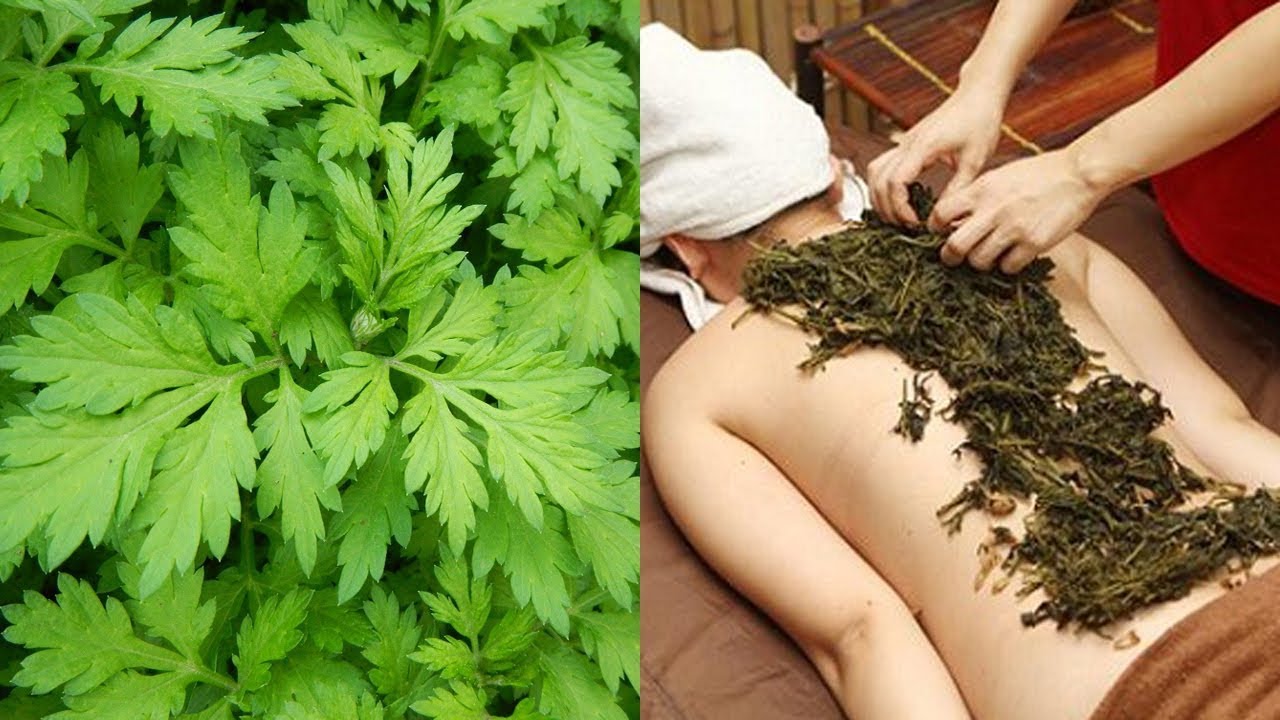 Công dụng của ngải cứu khô Công dụng của ngải cứu khô