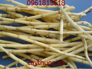 rễ cỏ tranh tươi 