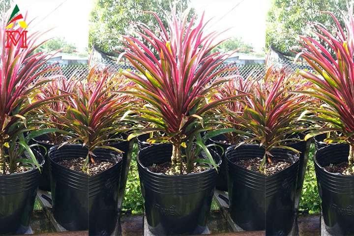 phong thuỷ ùa về với cây phát tài đỏ đá quý – Phong Thủy Maxi - Siêu Thị Đồ Phong Thuỷ Giá Sỉ Phong Thuỷ Ùa Về Với Cây Phát Tài Đỏ Đá Quý – Phong Thủy Maxi - Siêu Thị Đồ Phong Thuỷ Giá Sỉ
