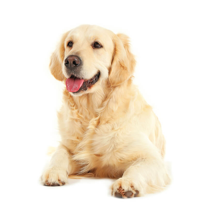 Chó Shar Pei nhập khẩu