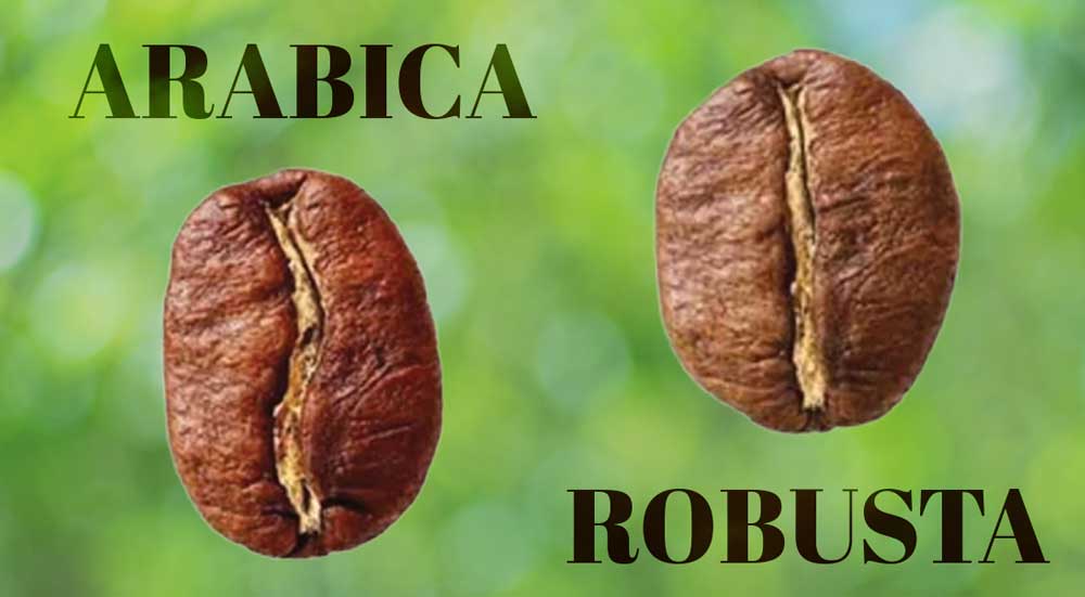 su-khac-biet-giua-ca-phe-arabica-va-ca-phe-robusta