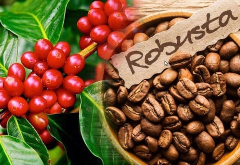 Nguồn gốc của Cà phê Arabica bắt đầu từ đâu? | Hoàng Hiệp Coffee