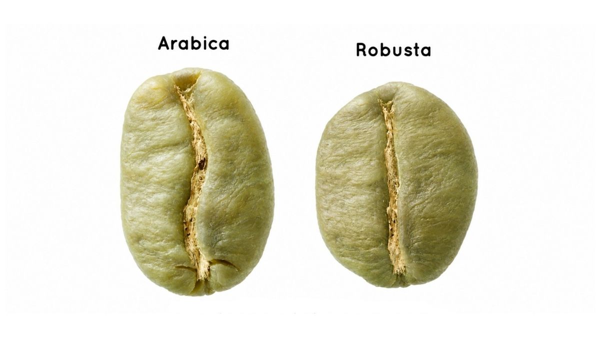ca-phe-nhan-xanh-robusta-va-arabica-loai-nao-tot-hon-so-sanh-chi-tiet