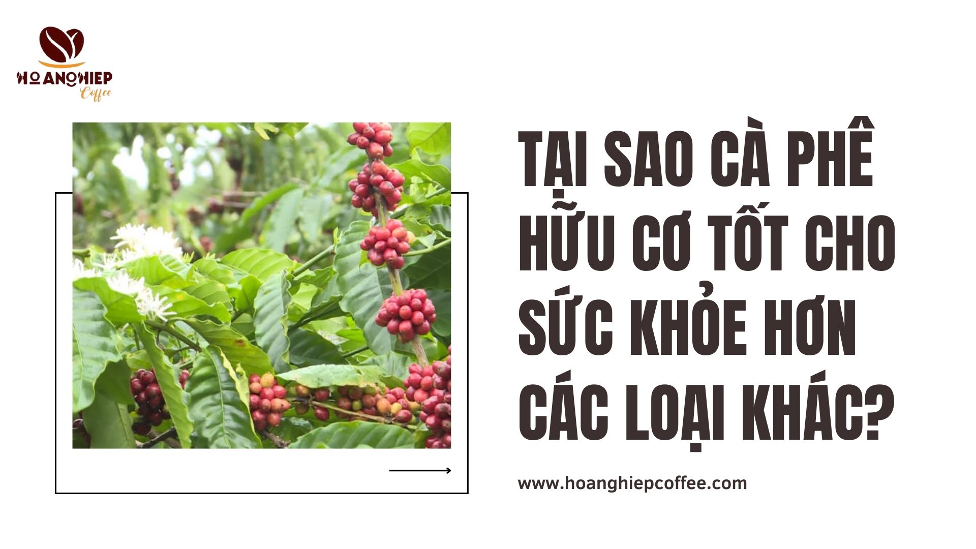 tai-sao-ca-phe-huu-co-tot-cho-suc-khoe-hon-cac-loai-khac