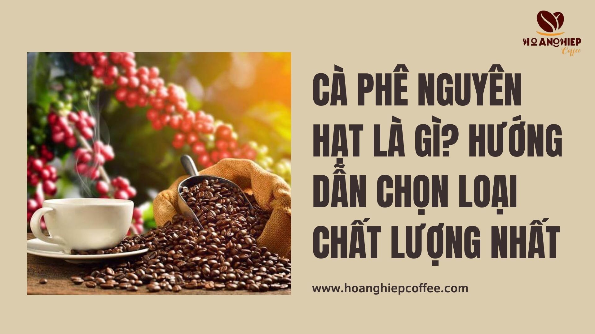 ca-phe-nguyen-hat-la-gi-huong-dan-chon-loai-chat-luong-nhat