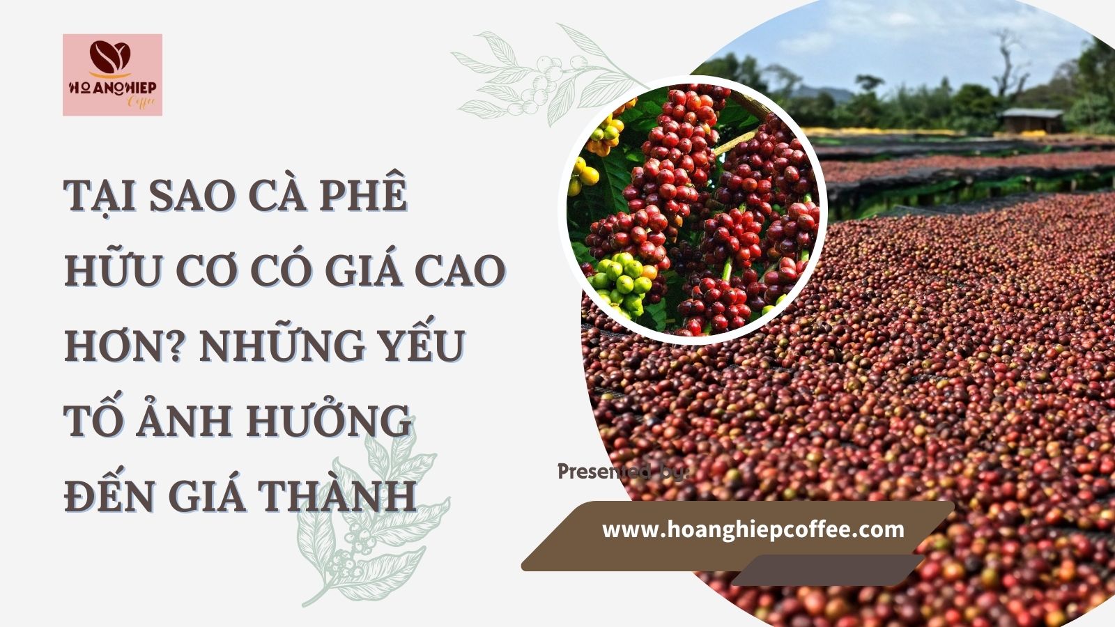 tai-sao-ca-phe-huu-co-co-gia-cao-hon-nhung-yeu-to-anh-huong-den-gia-thanh