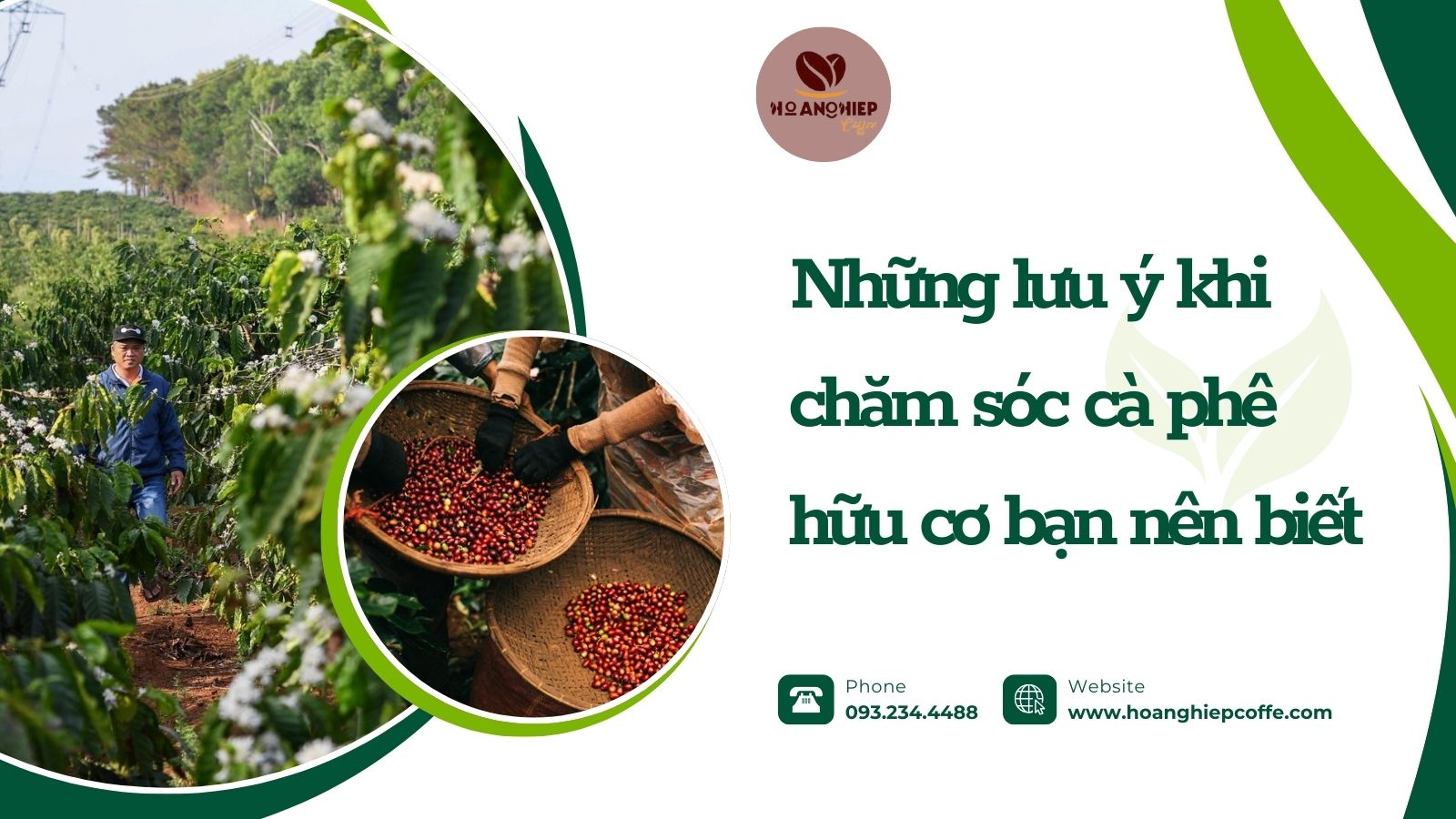nhung-luu-y-khi-cham-soc-ca-phe-huu-co-ban-nen-biet